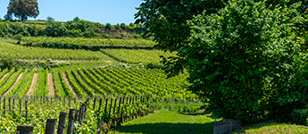 Vignobles autour de Libourne